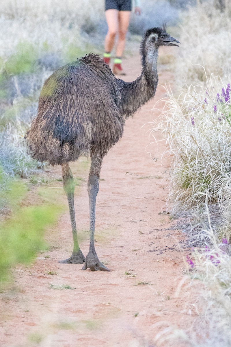 emu hnědý - ML609910865