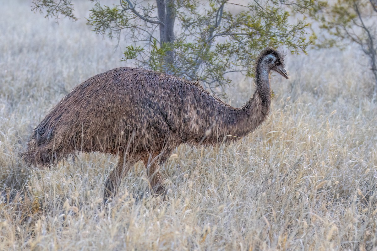 emu hnědý - ML609910867