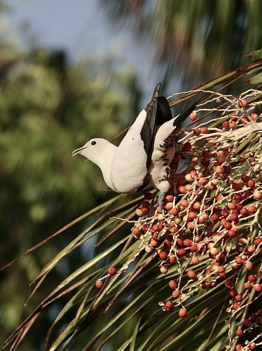 Torresian Imperial-Pigeon - ML609910896