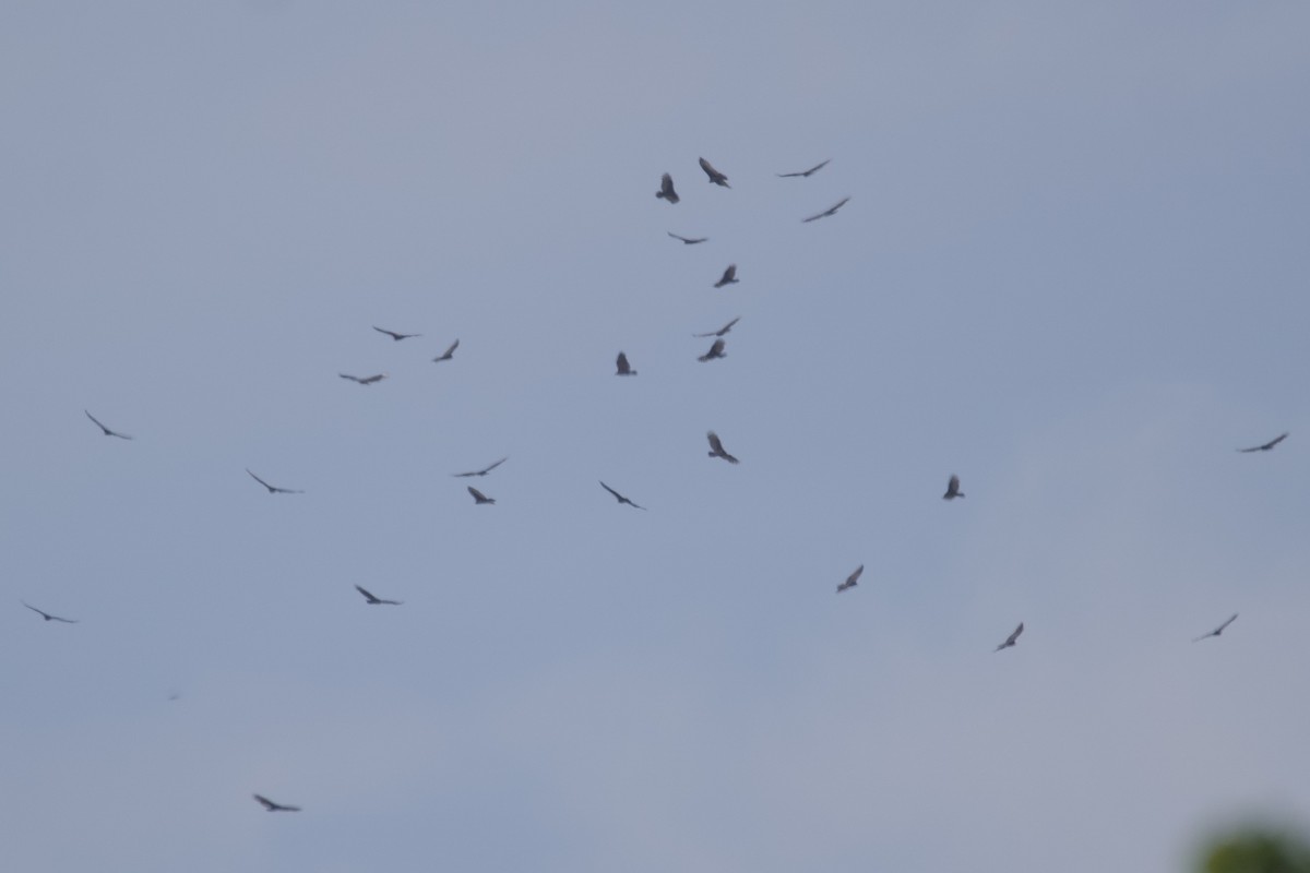 Turkey Vulture - ML609910901