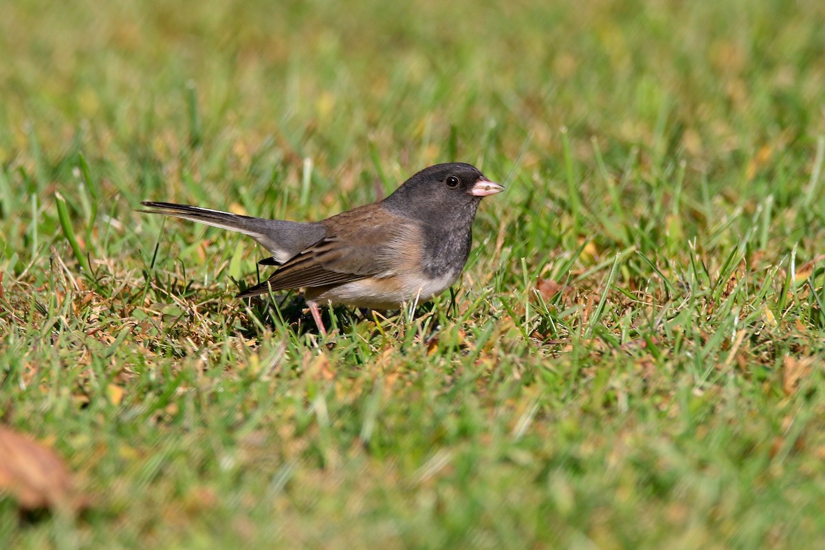 Dark-eyed Junco (Oregon) - ML609911018