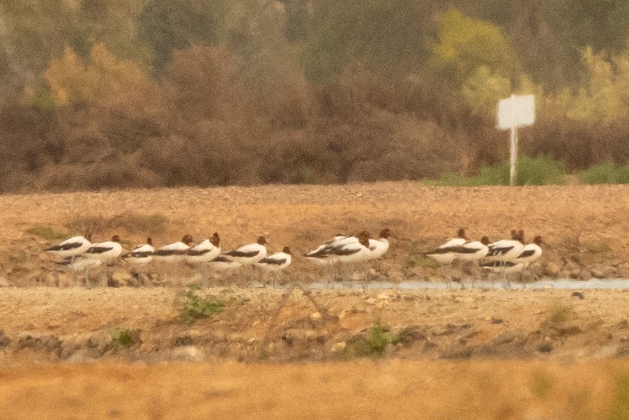 Avocette d'Australie - ML609911069