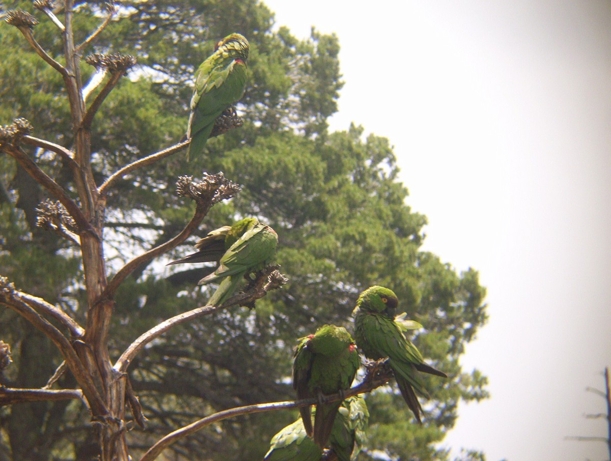 Maroon-fronted Parrot - Simon Valdez-Juarez