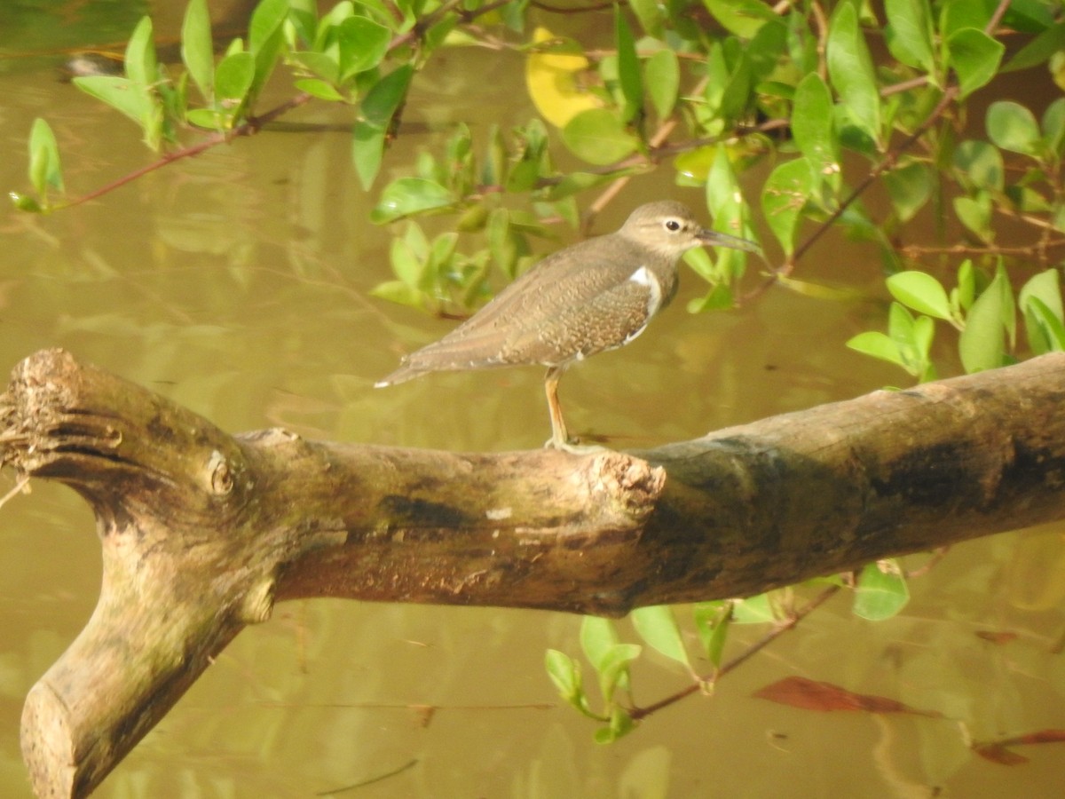 Common Sandpiper - ML609911127