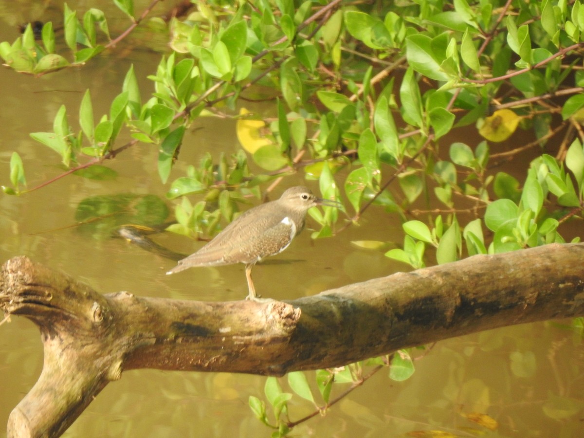 Common Sandpiper - ML609911128