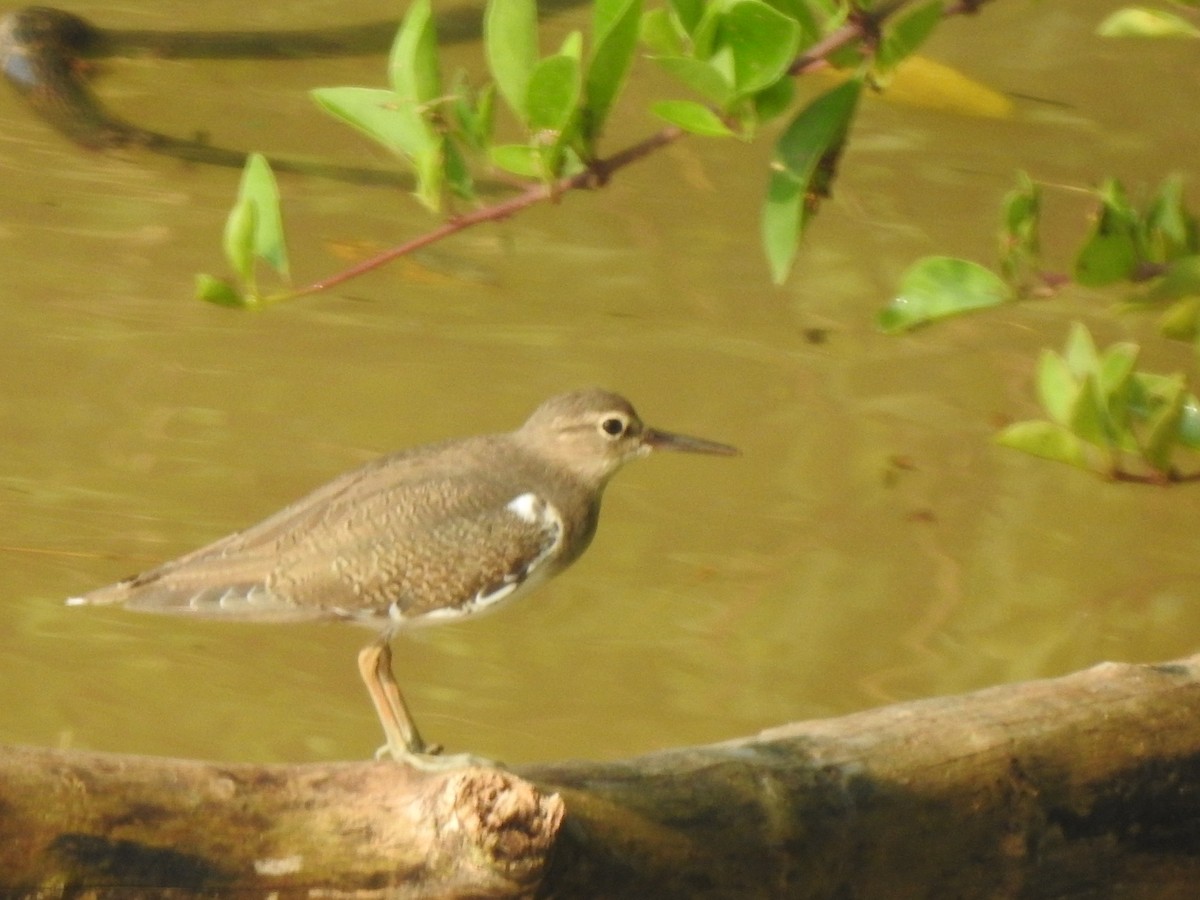 Common Sandpiper - ML609911129