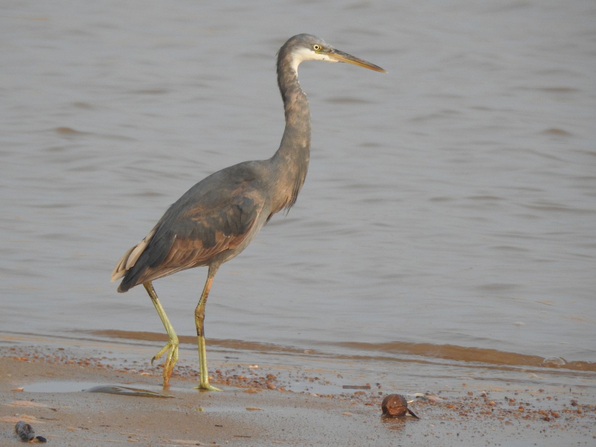 Western Reef-Heron - ML609911182