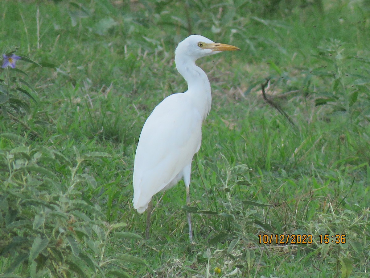 Western Cattle-Egret - ML609911190