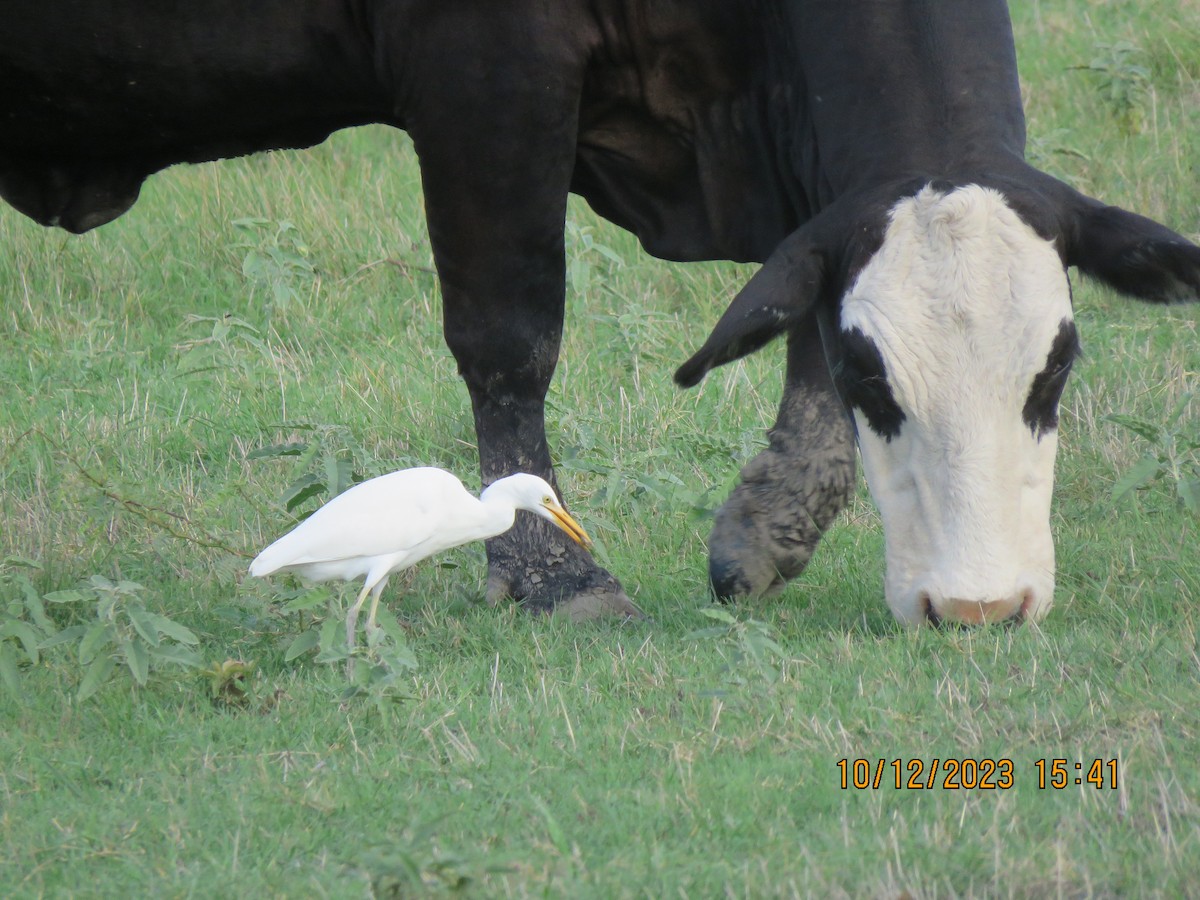 Western Cattle Egret - ML609911191