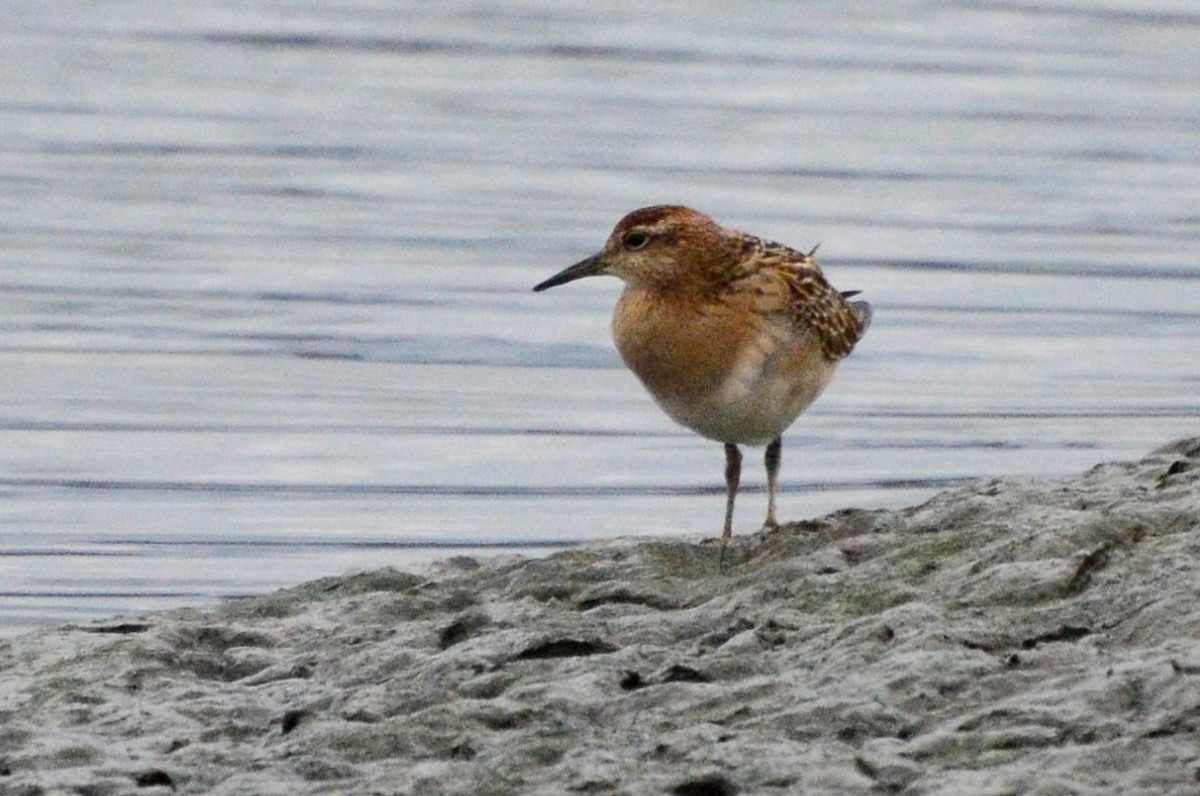 Sharp-tailed Sandpiper - ML609911319