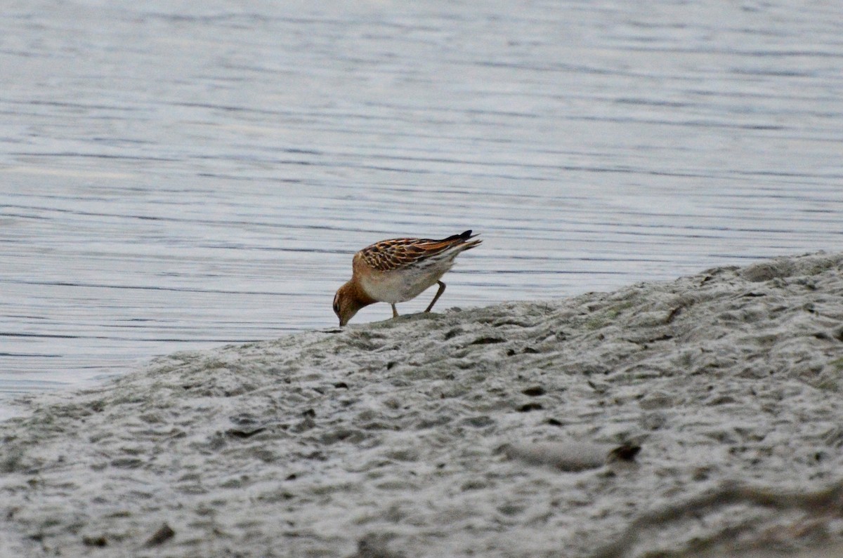 Sharp-tailed Sandpiper - Alex Oberg