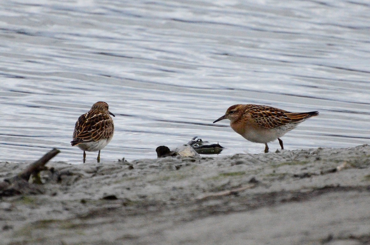 Sharp-tailed Sandpiper - Alex Oberg