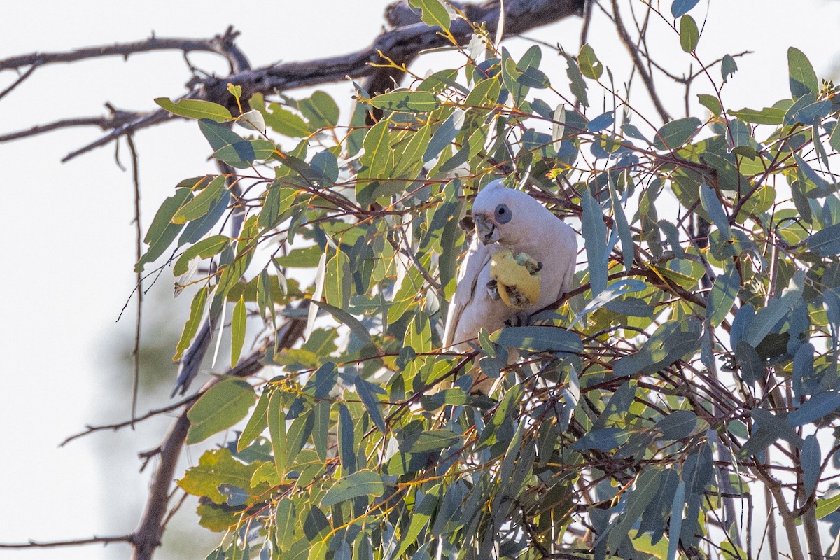 Little Corella - ML609911335