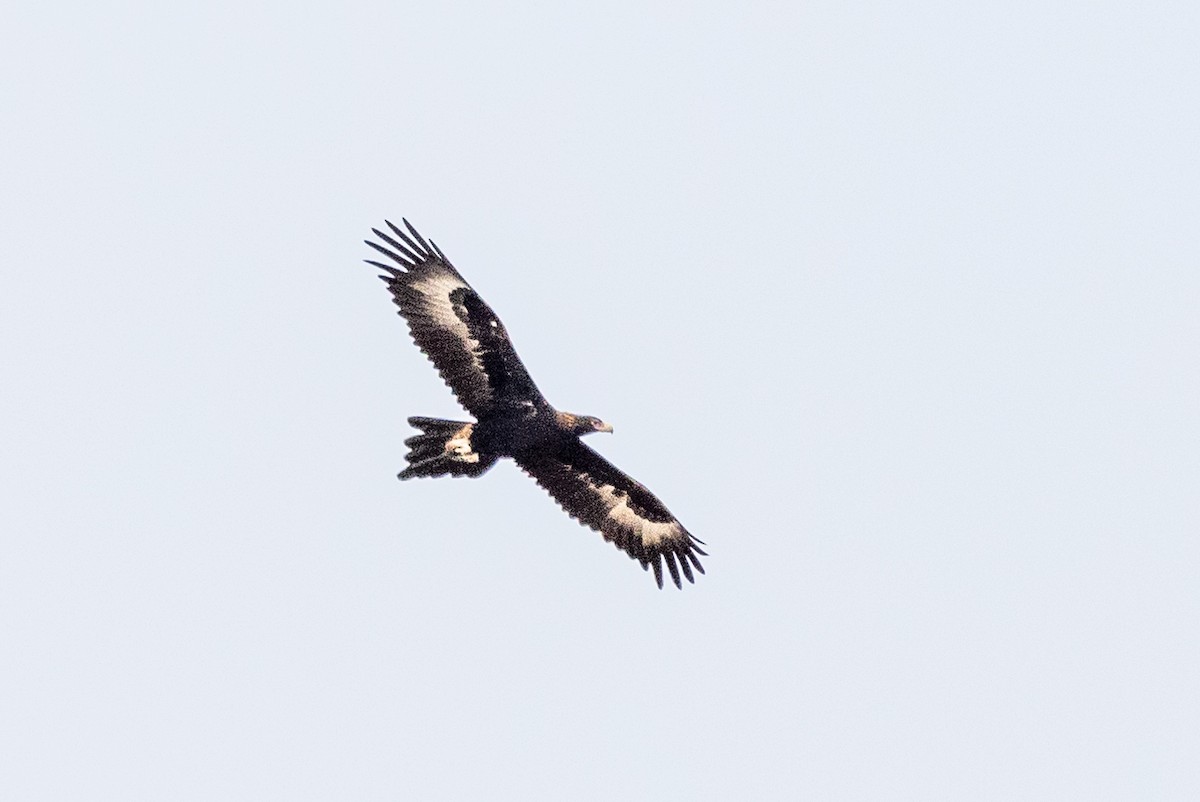 Wedge-tailed Eagle - ML609911340