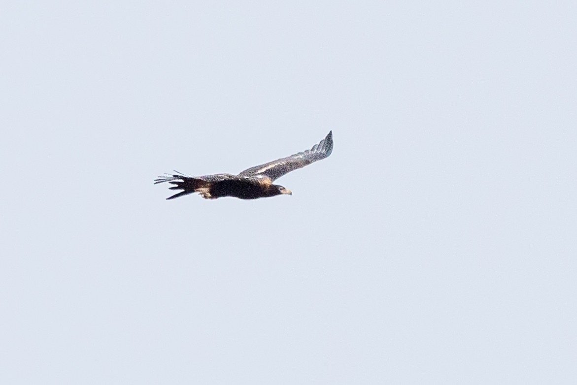 Wedge-tailed Eagle - ML609911341