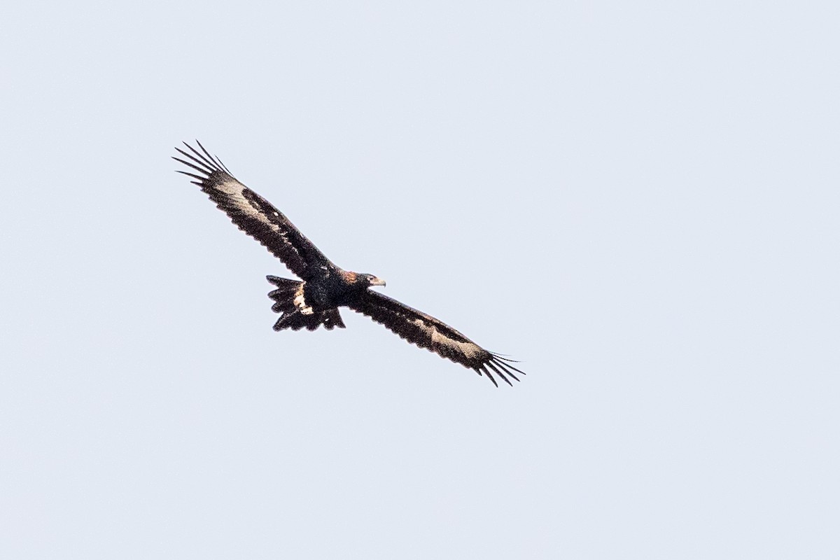 Wedge-tailed Eagle - ML609911342