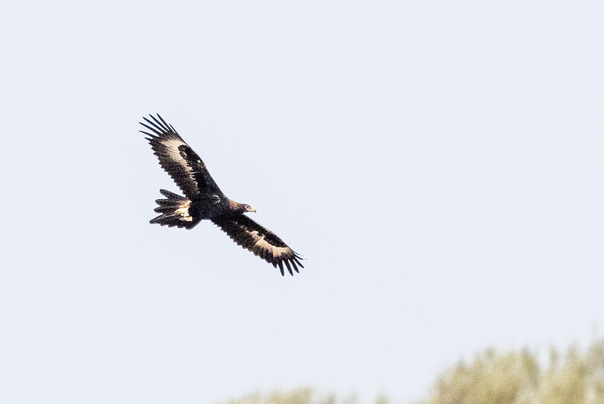 Wedge-tailed Eagle - ML609911343