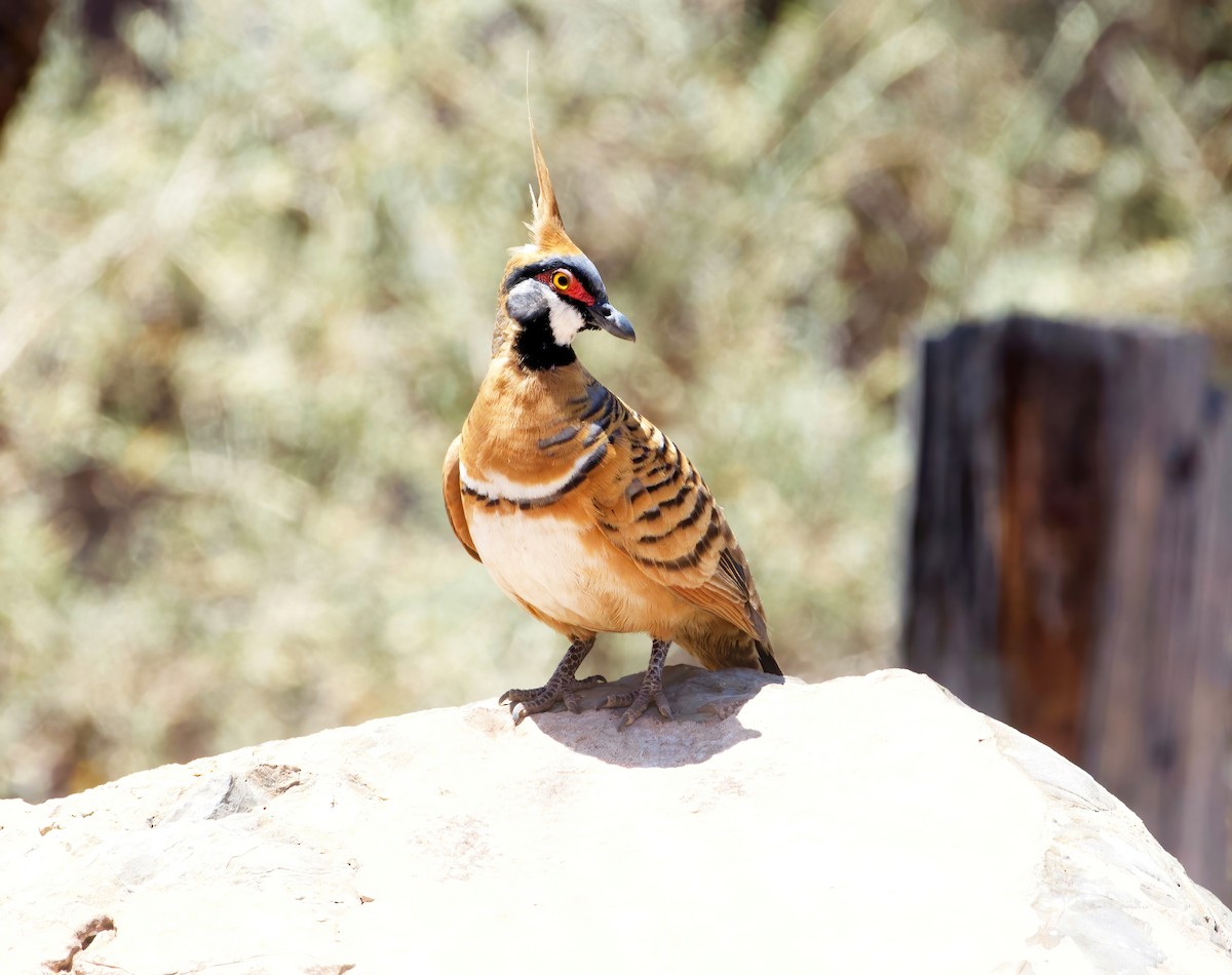 Spinifex Pigeon - ML609911347