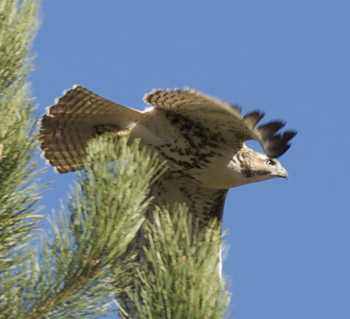 Red-tailed Hawk - ML609911390