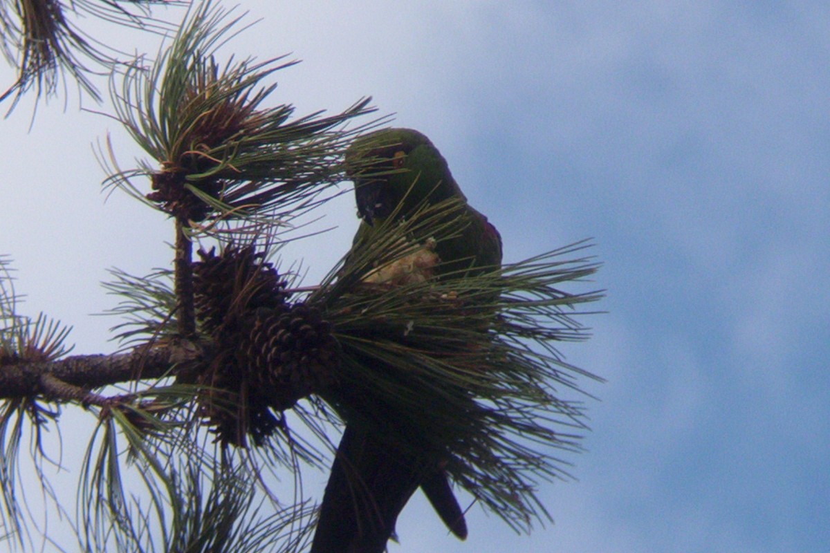 Maroon-fronted Parrot - ML609911398