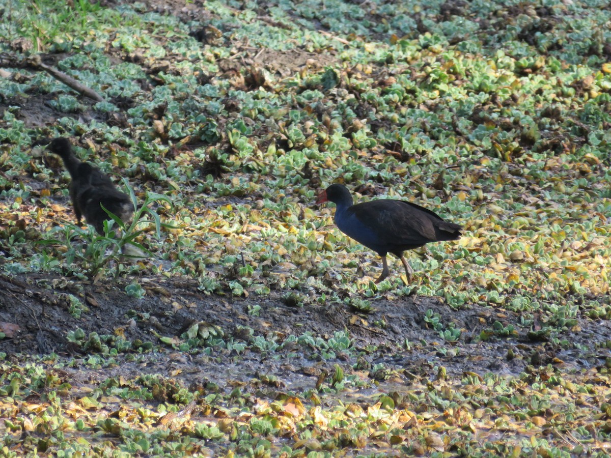 Australasian Swamphen - Jude Friesen