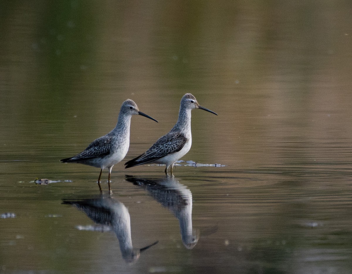 Stilt Sandpiper - ML609911522