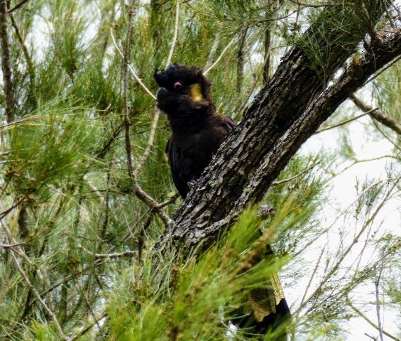 Yellow-tailed Black-Cockatoo - ML609911527