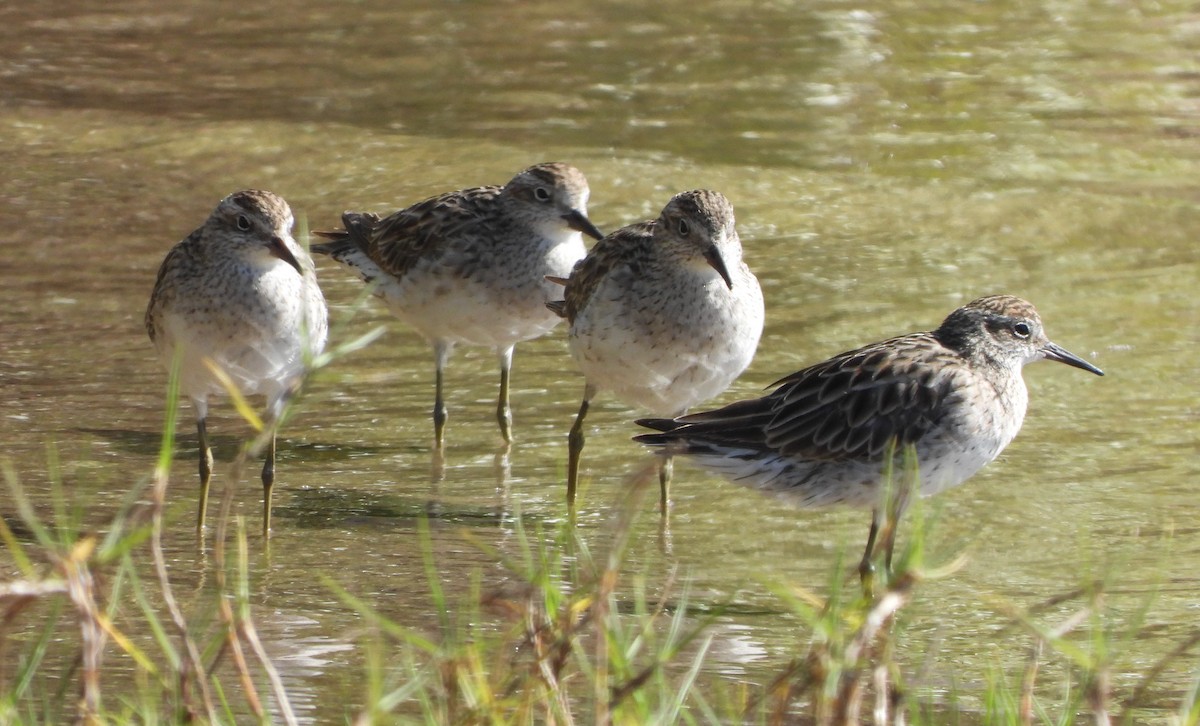 Sharp-tailed Sandpiper - ML609911577