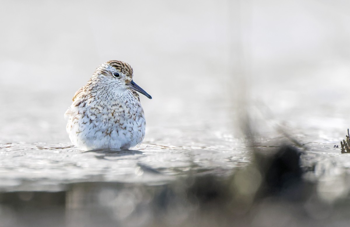 Sharp-tailed Sandpiper - ML609911598