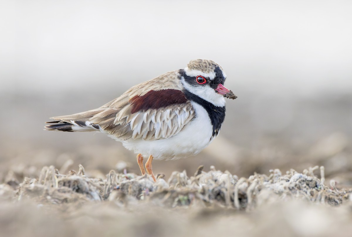 Black-fronted Dotterel - ML609911599