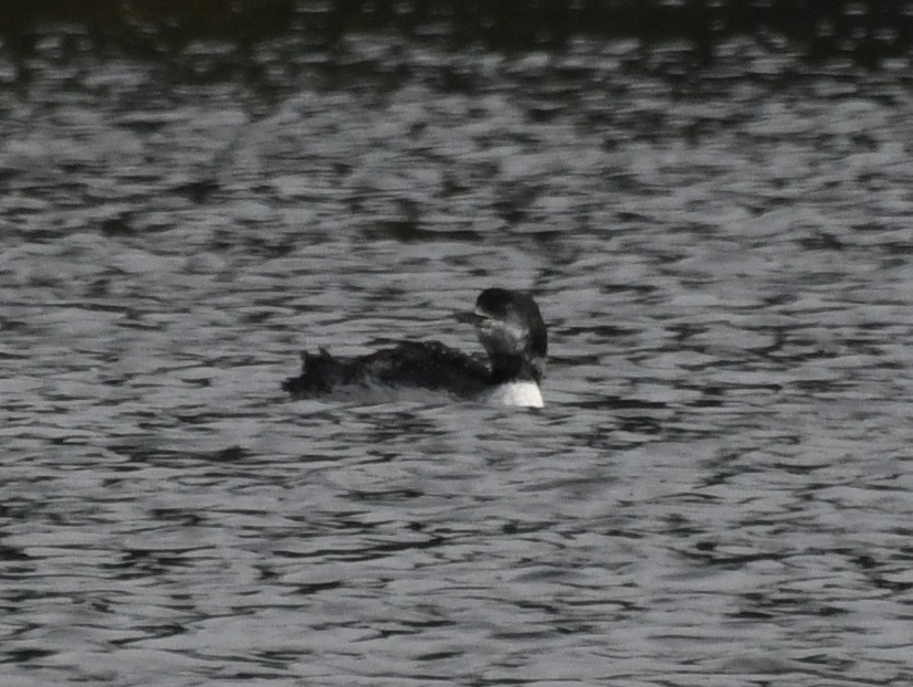 Common Loon - ML609911626