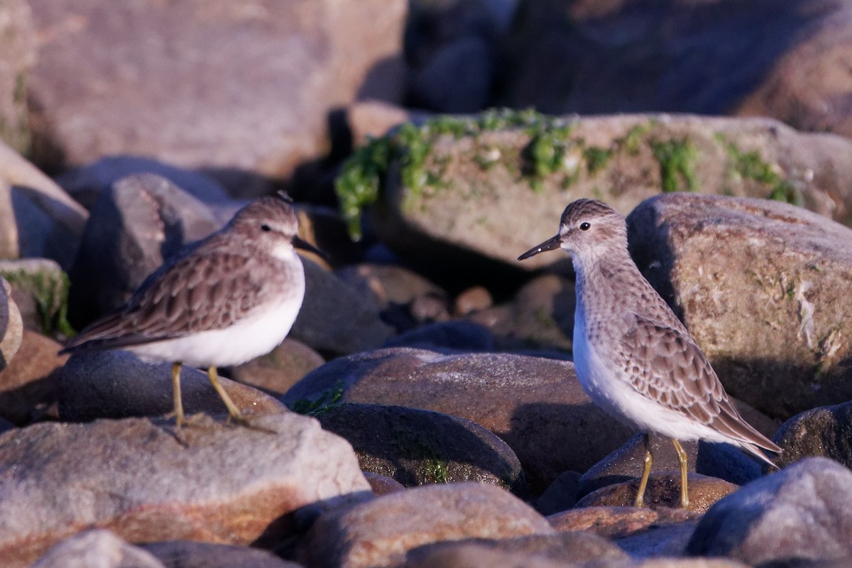 Least Sandpiper - ML609911638