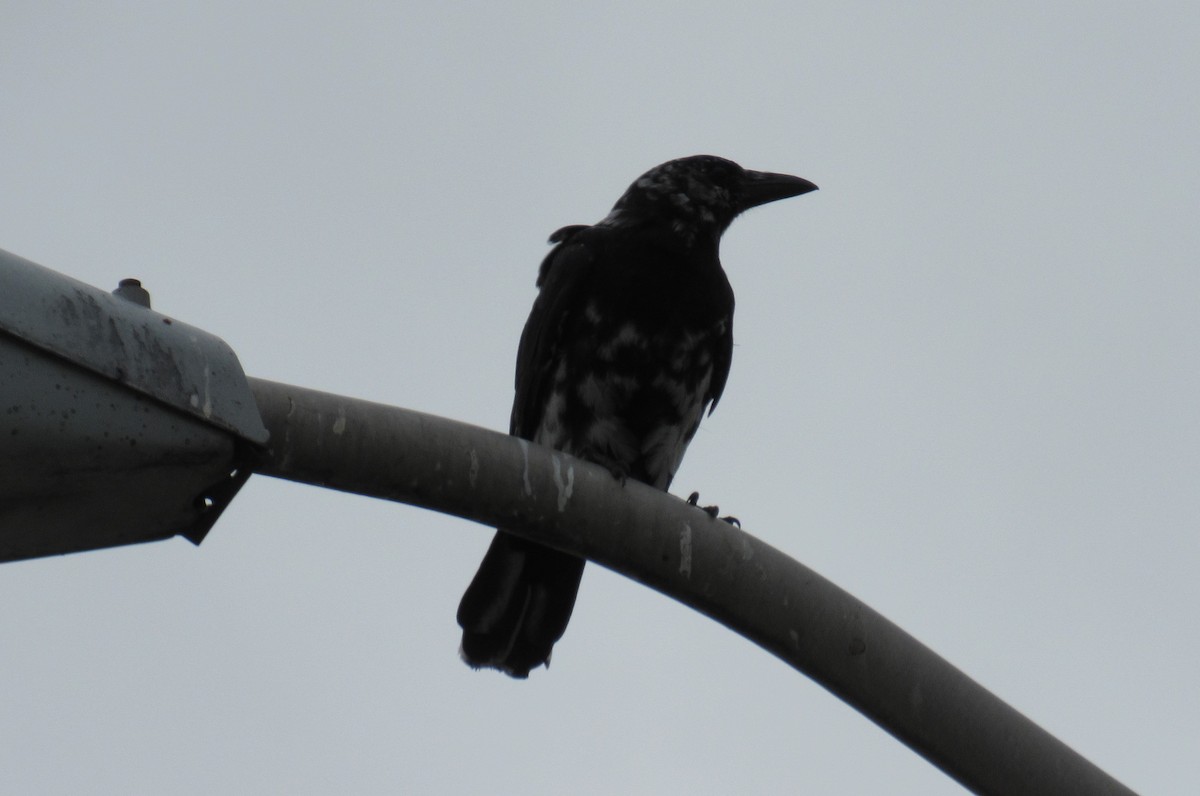 American Crow - Mike Champine