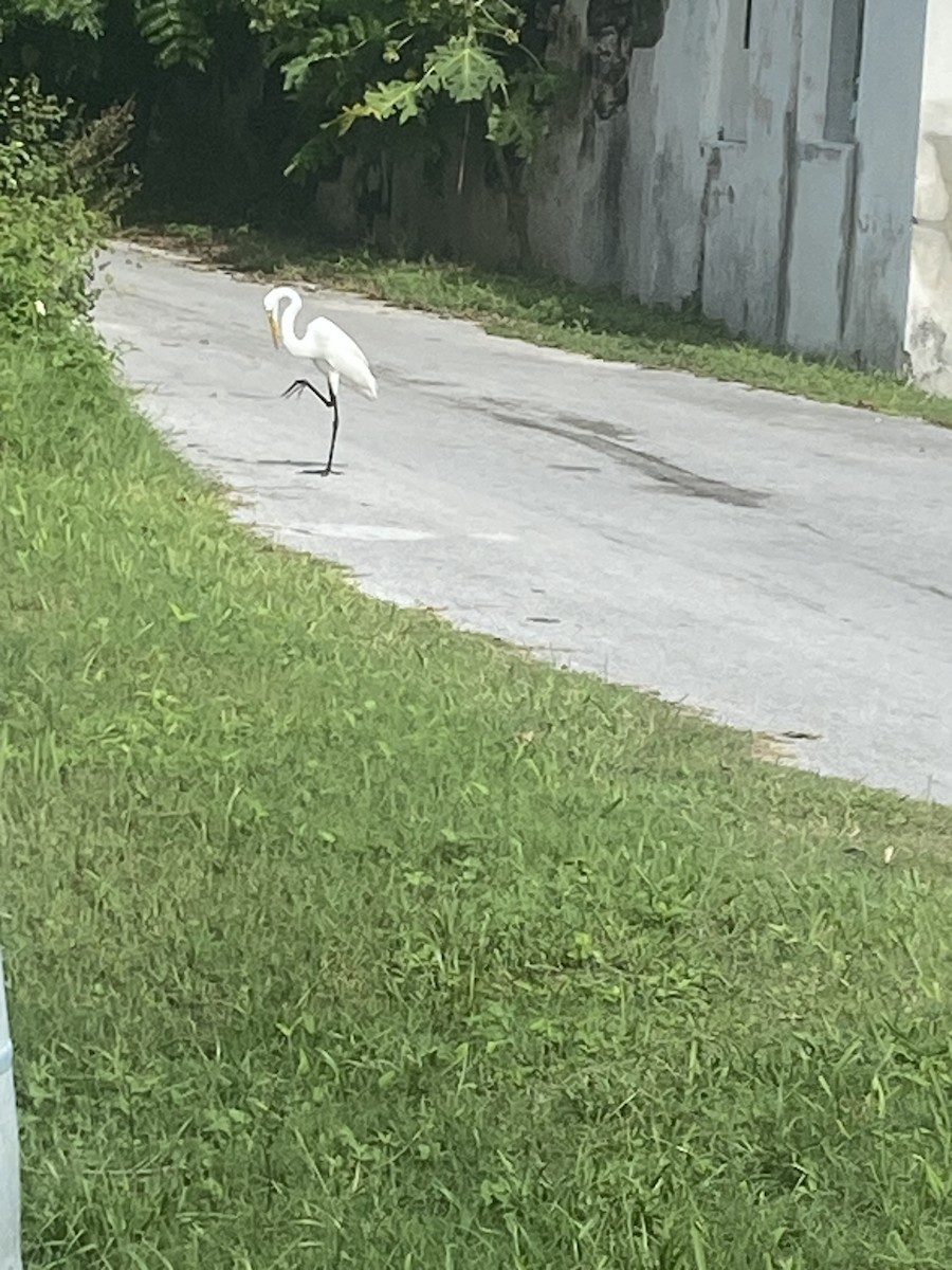 Great Egret (American) - ML609911764