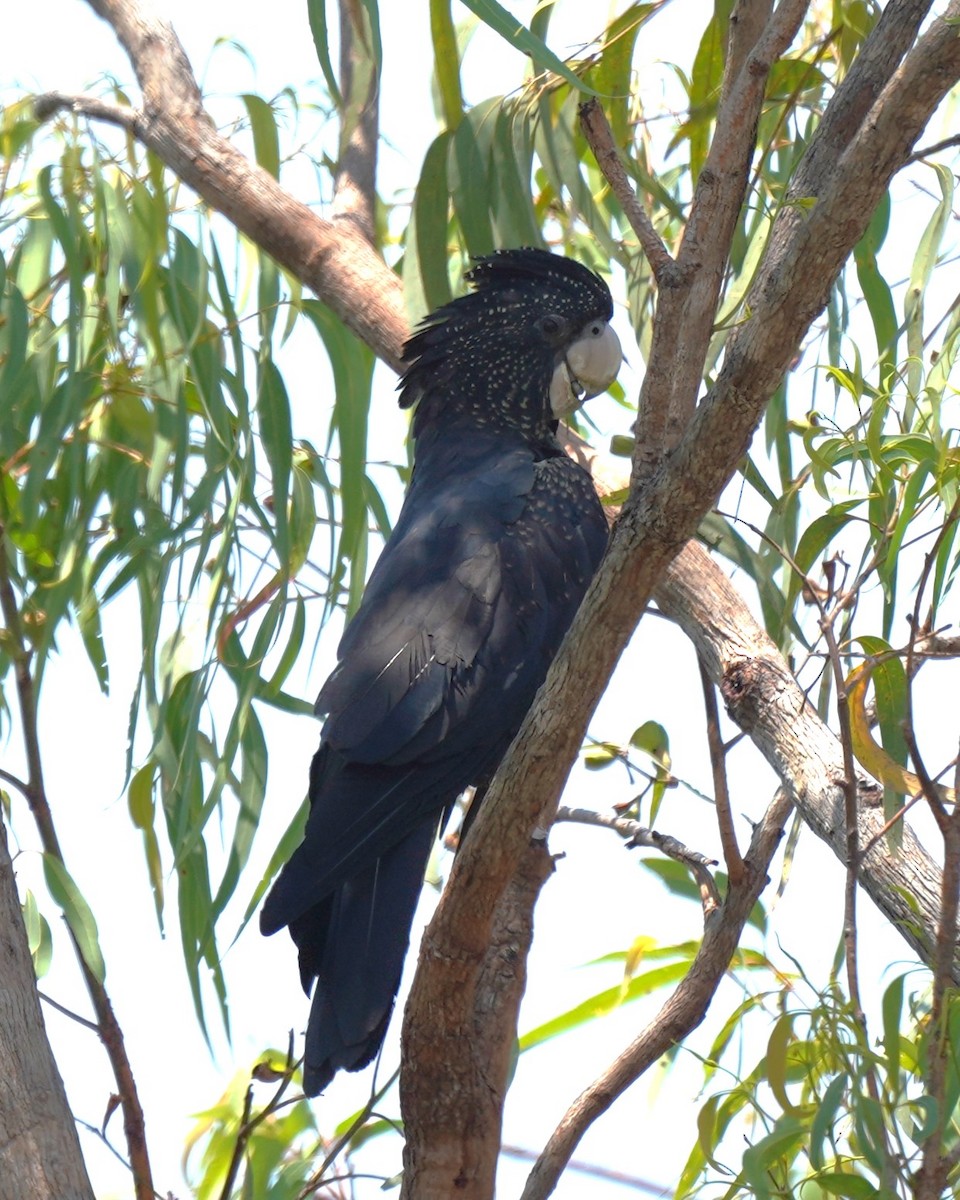 Red-tailed Black-Cockatoo - ML609911776
