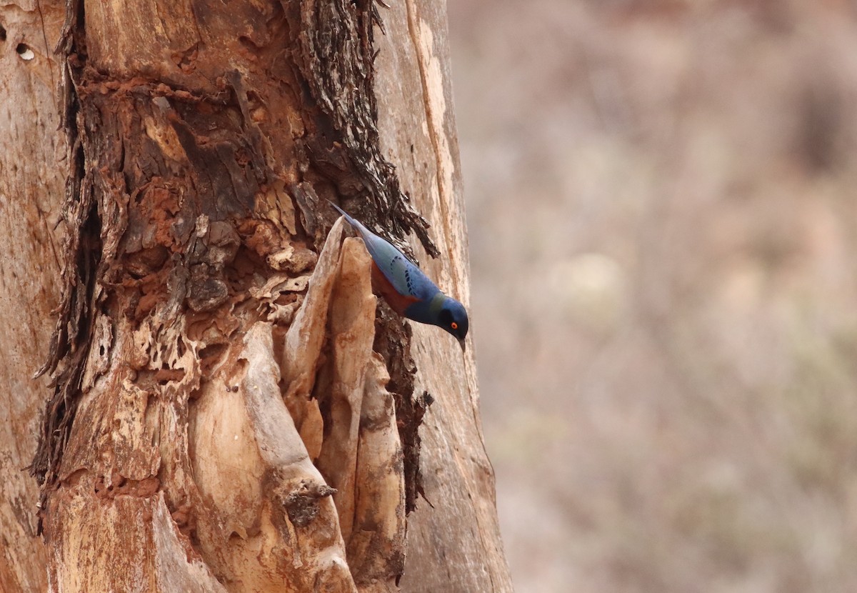 Shelley's Starling - ML609911829