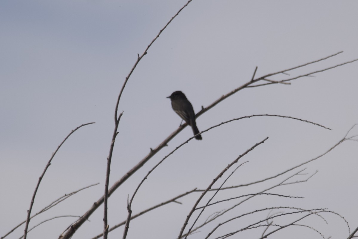 Black Phoebe - Greg Hertler