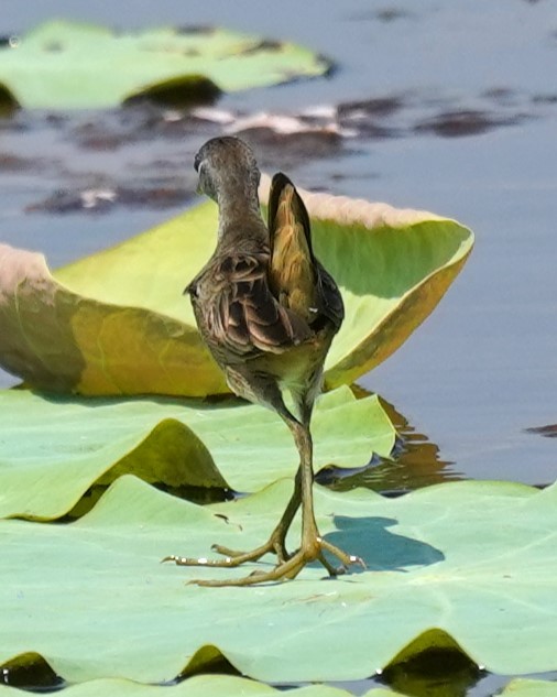 White-browed Crake - Michael Gordon