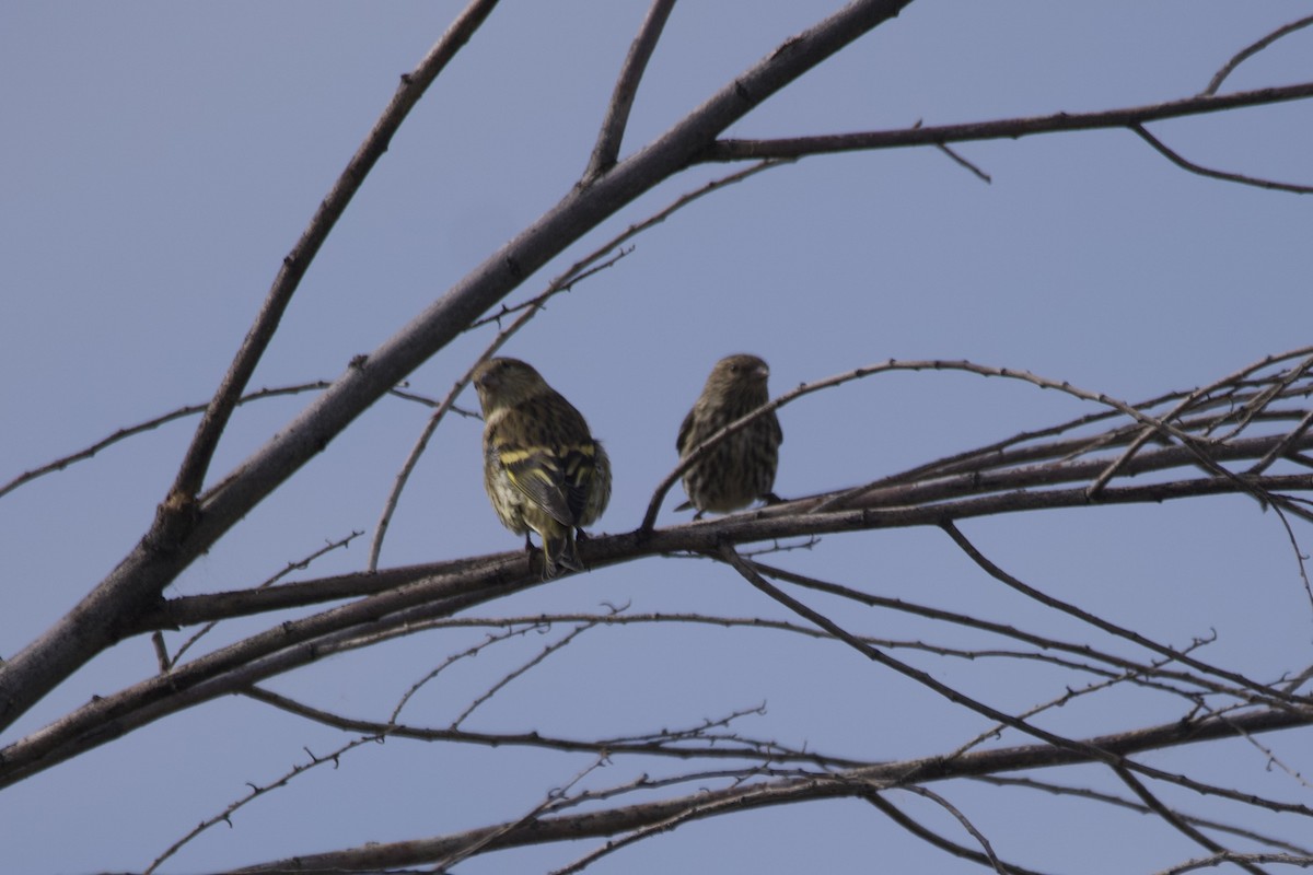 Pine Siskin - Greg Hertler