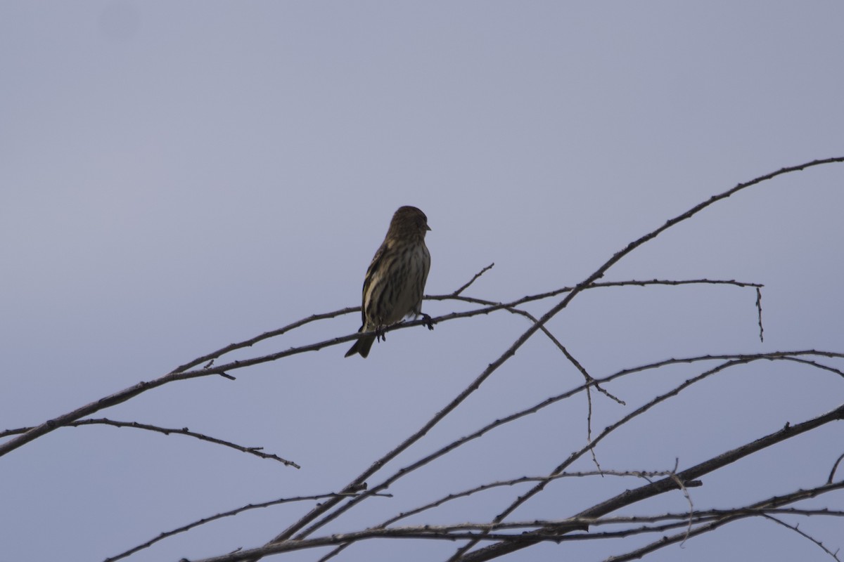 Pine Siskin - Greg Hertler