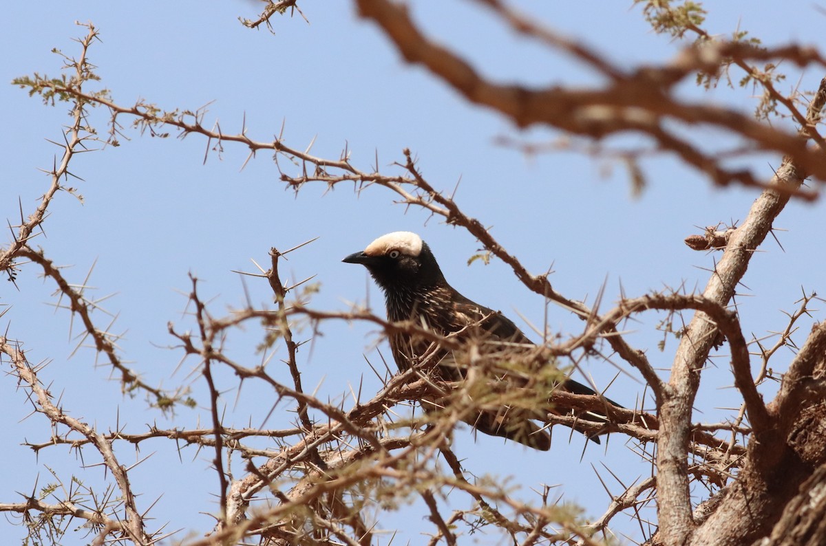 White-crowned Starling - Thomas Plath