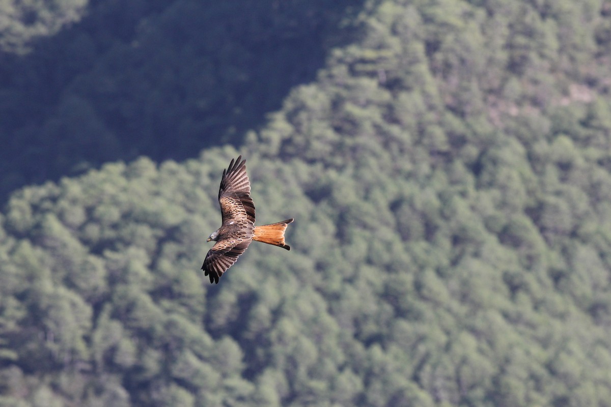 Red Kite - ML609911952