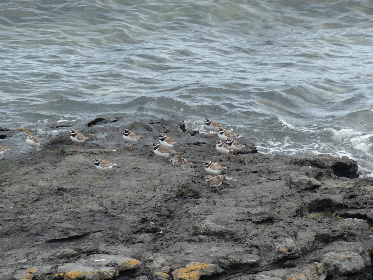 Common Ringed Plover - ML609911961