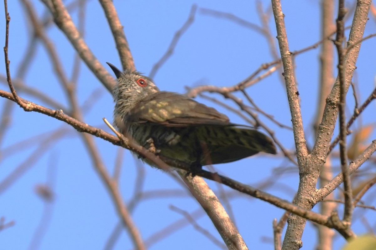 Little Bronze-Cuckoo - ML609912028