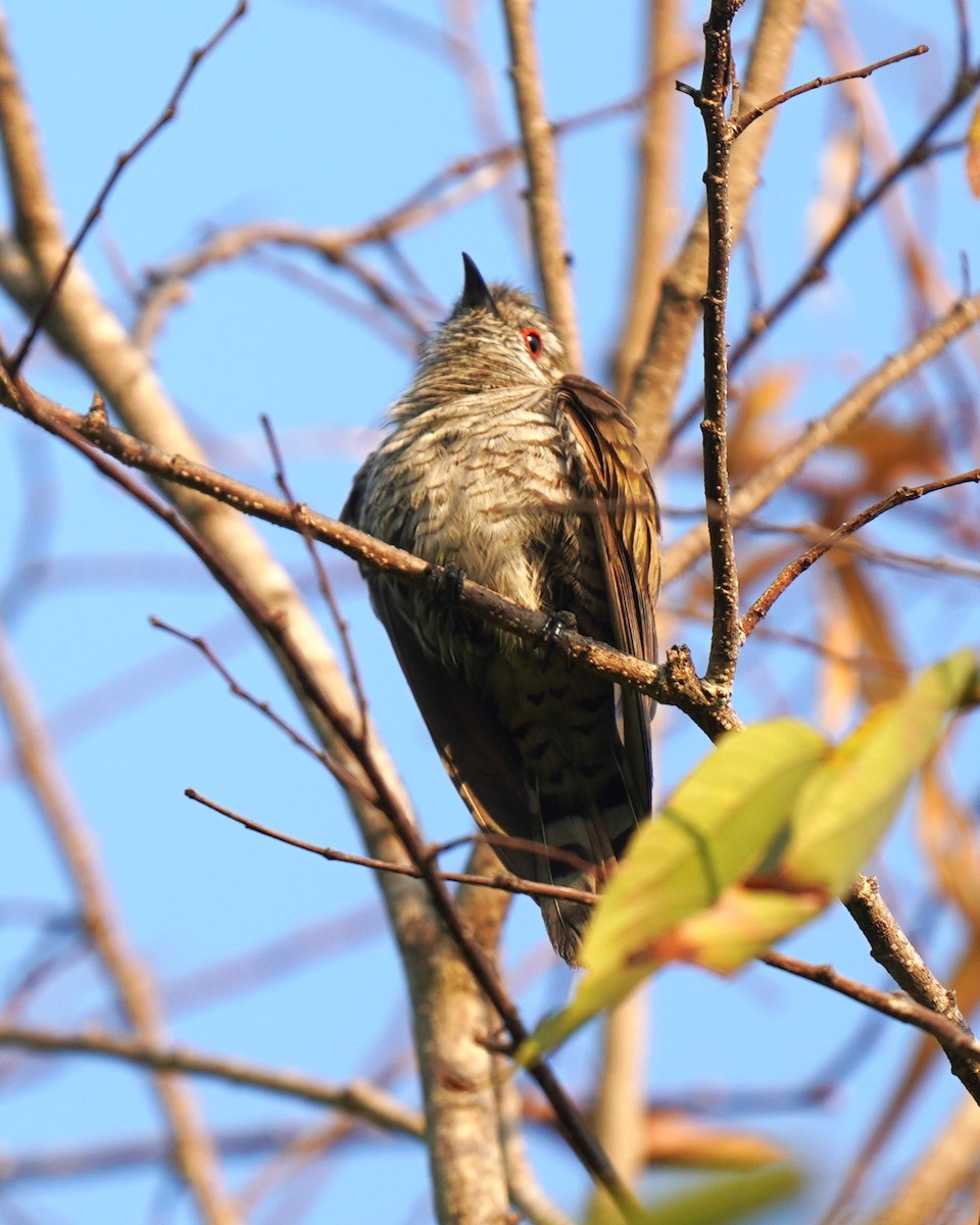 Little Bronze-Cuckoo - ML609912029