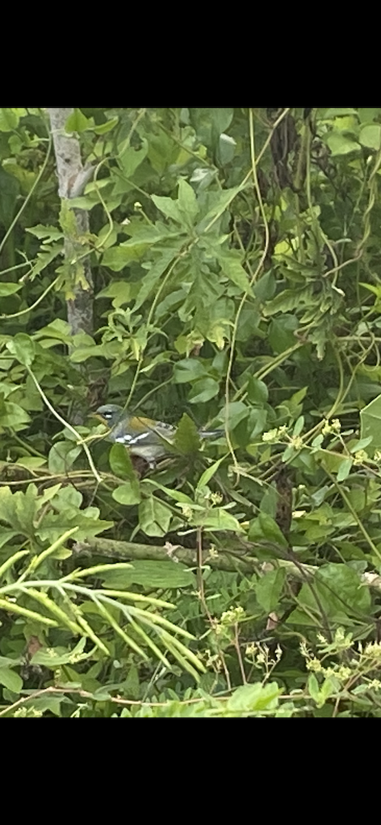 Northern Parula x Yellow-throated Warbler (hybrid) - ML609912031