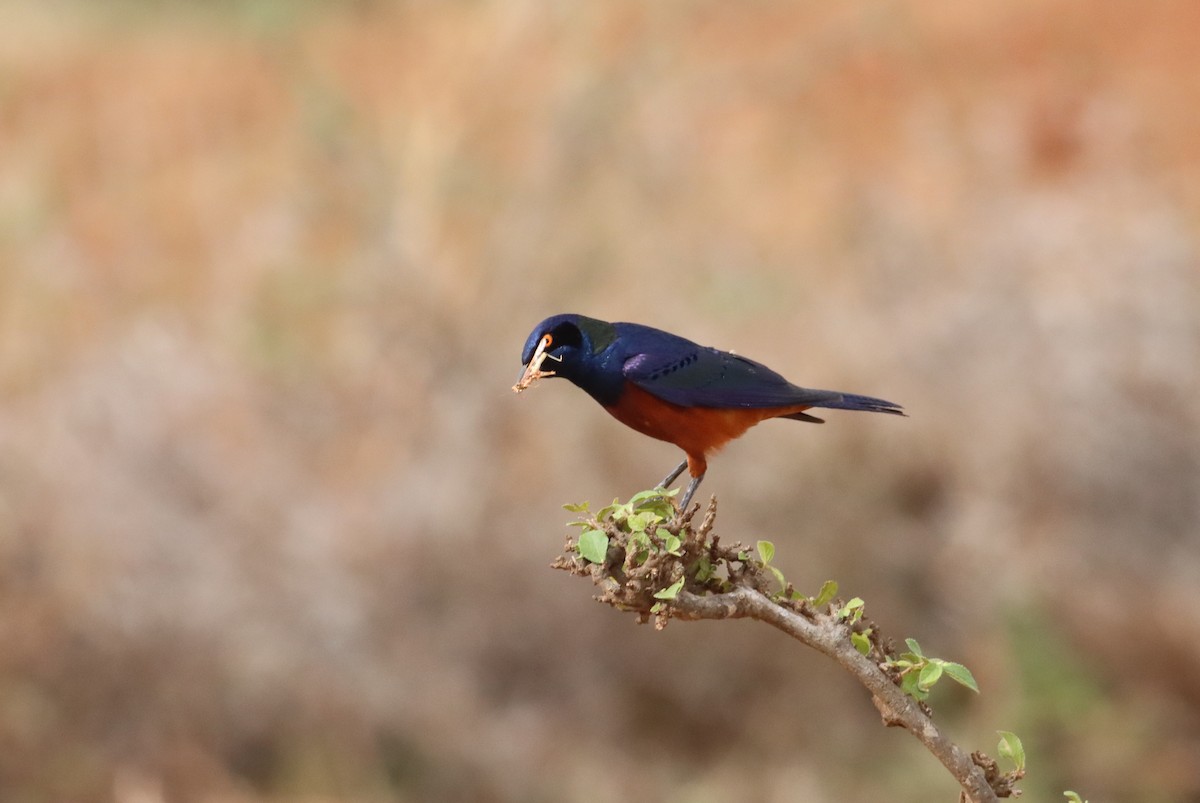 Shelley's Starling - Thomas Plath