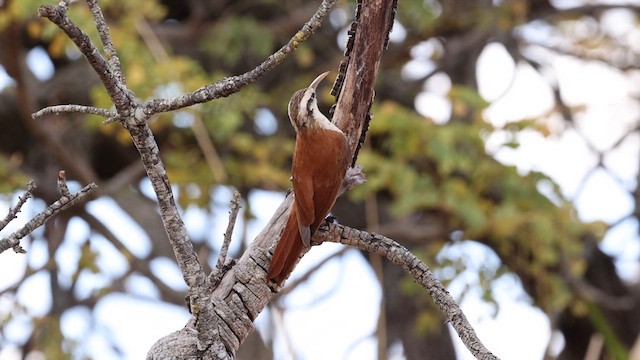 Narrow-billed Woodcreeper - ML609912109