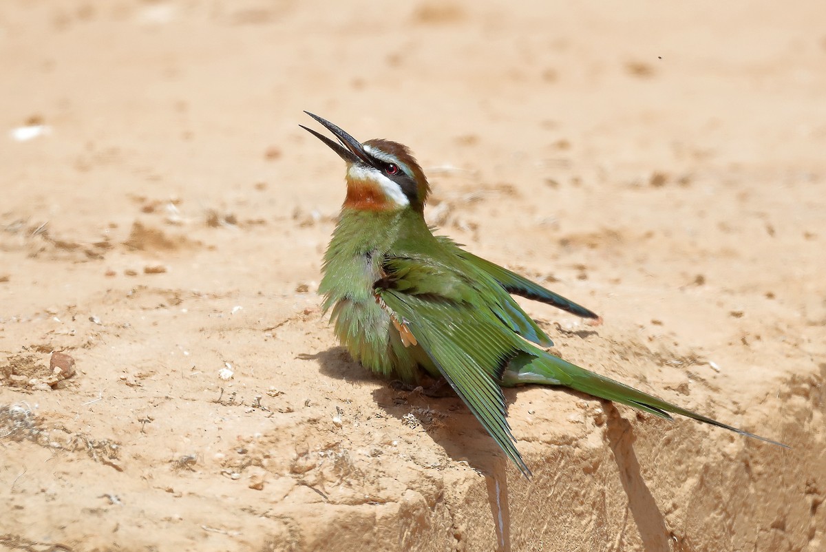 Madagascar Bee-eater - ML609912146