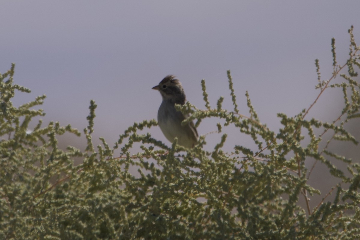 Brewer's Sparrow - ML609912166